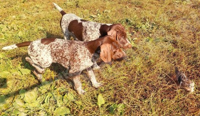 Щенки курцхаар в стойке